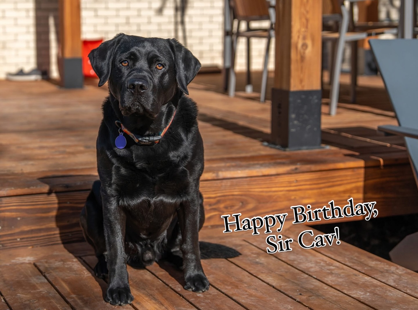 Wishing Sir Cav a very HAPPY 3rd BIRTHDAY! 🎂 🥳 Not a day goes by that this goofball doesn’t make us laugh. Lars and I are so blessed to have such amazing doggos. ❤️

#blacklabs #blacklabsofinsta #englishblacklabs #englishlabs #dogsofinstagram #dogsrule #birthdayboy #labstagram